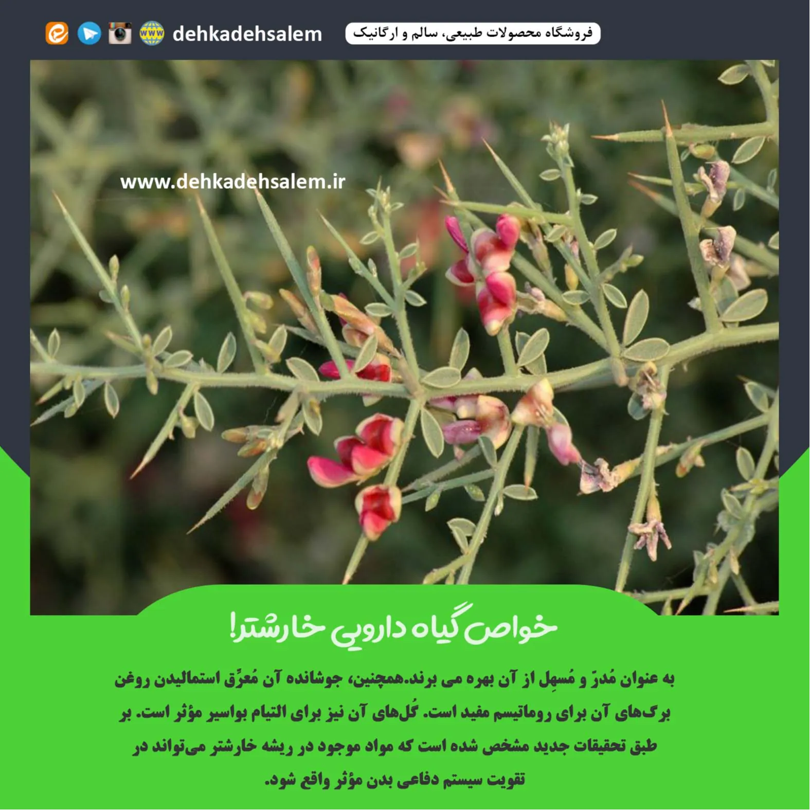 خواص گیاه دارویی خارشتر!